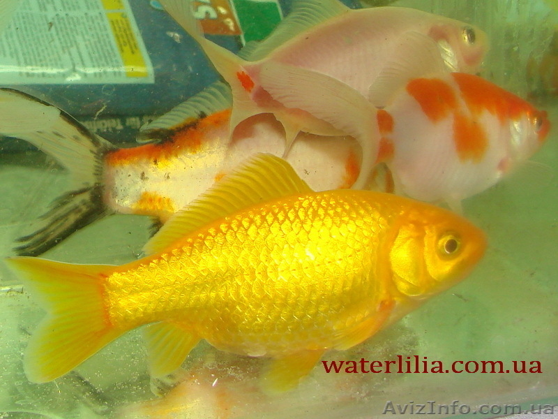 Карпы Кои,Кометы (золотые рыбки, карпы кои)  для прудов и аквариумов - <ro>Изображение</ro><ru>Изображение</ru> #3, <ru>Объявление</ru> #826747