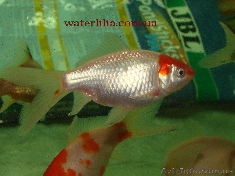 Карпы Кои,Кометы (золотые рыбки, карпы кои)  для прудов и аквариумов - <ro>Изображение</ro><ru>Изображение</ru> #4, <ru>Объявление</ru> #826747