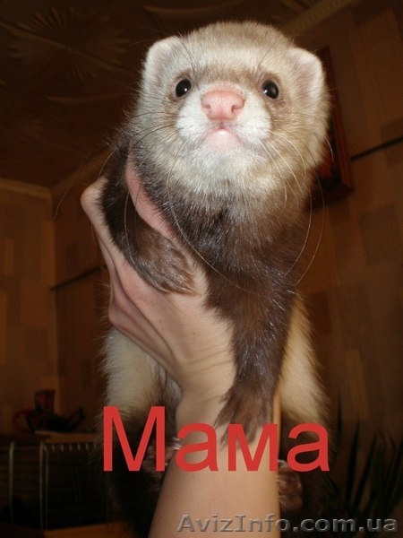 Продам малышей хорька  фретки  - <ro>Изображение</ro><ru>Изображение</ru> #4, <ru>Объявление</ru> #861999