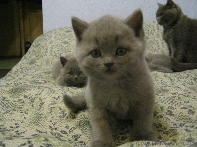 Британские котята! - <ro>Изображение</ro><ru>Изображение</ru> #2, <ru>Объявление</ru> #851777