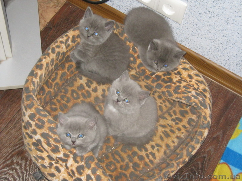 Британские котята! - <ro>Изображение</ro><ru>Изображение</ru> #3, <ru>Объявление</ru> #851777