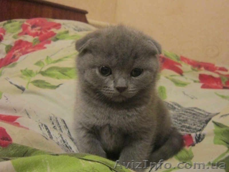 мутоновое счастье - <ro>Изображение</ro><ru>Изображение</ru> #1, <ru>Объявление</ru> #852740