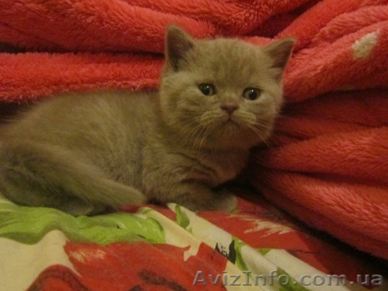 мутоновое счастье - <ro>Изображение</ro><ru>Изображение</ru> #2, <ru>Объявление</ru> #852740