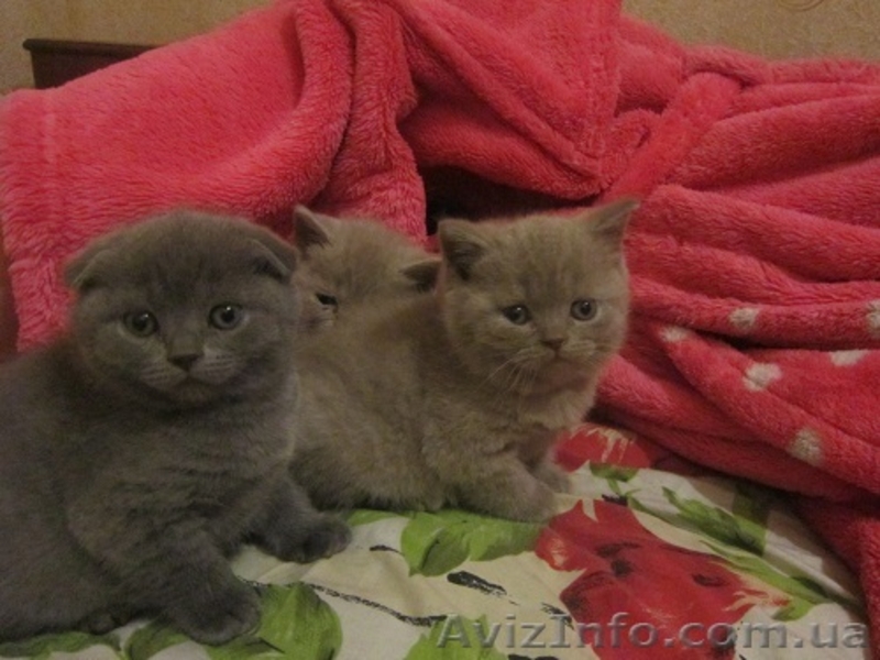 мутоновое счастье - <ro>Изображение</ro><ru>Изображение</ru> #3, <ru>Объявление</ru> #852740