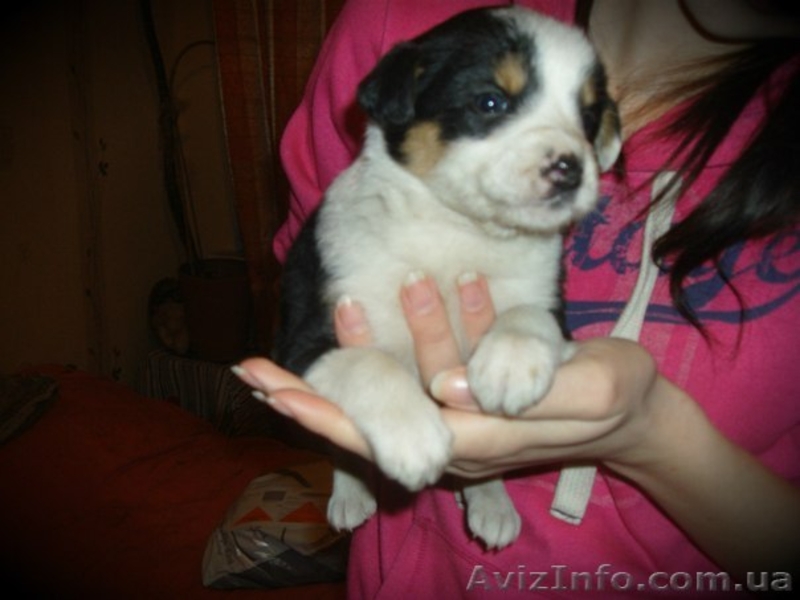 Дарю щенков хорошим людям! - <ro>Изображение</ro><ru>Изображение</ru> #1, <ru>Объявление</ru> #864567