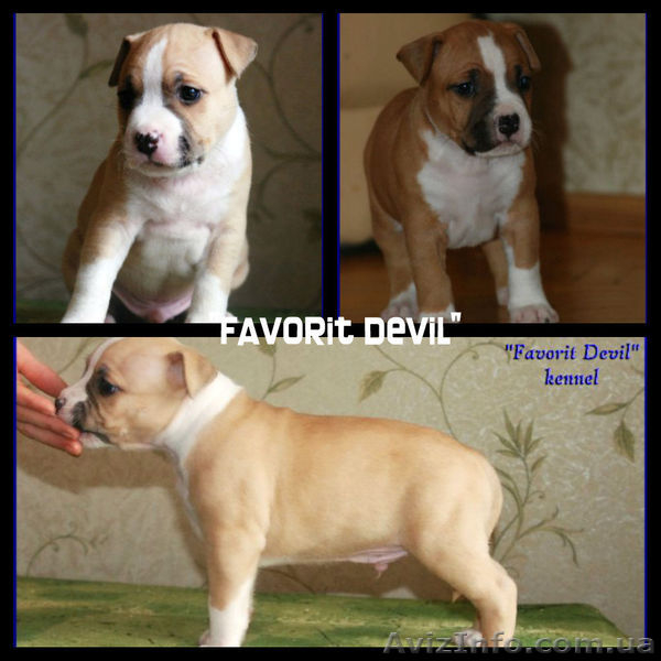 Высокопородные щенки Американского стаффтерьера  - <ro>Изображение</ro><ru>Изображение</ru> #3, <ru>Объявление</ru> #871522