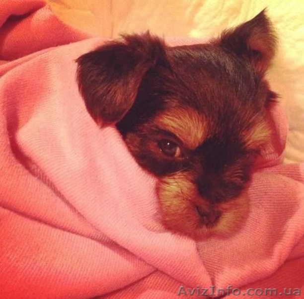 рчаровательный малюк йоркширского терьера - <ro>Изображение</ro><ru>Изображение</ru> #2, <ru>Объявление</ru> #855917