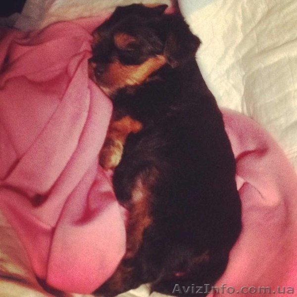 рчаровательный малюк йоркширского терьера - <ro>Изображение</ro><ru>Изображение</ru> #1, <ru>Объявление</ru> #855917