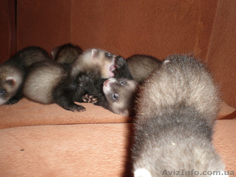 Продам малышей хорька  фретки  - <ro>Изображение</ro><ru>Изображение</ru> #3, <ru>Объявление</ru> #861999