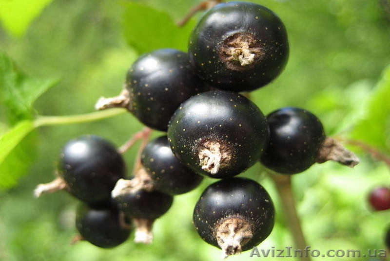 Саженцы малины, смородины, абрикосов оптом - <ro>Изображение</ro><ru>Изображение</ru> #4, <ru>Объявление</ru> #864242