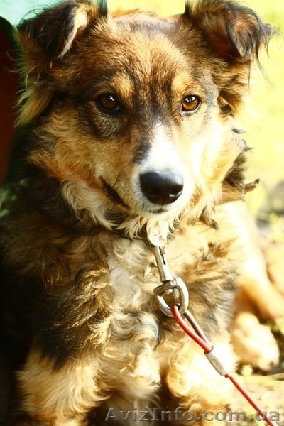 Дарю щенков хорошим людям! - <ro>Изображение</ro><ru>Изображение</ru> #2, <ru>Объявление</ru> #864567