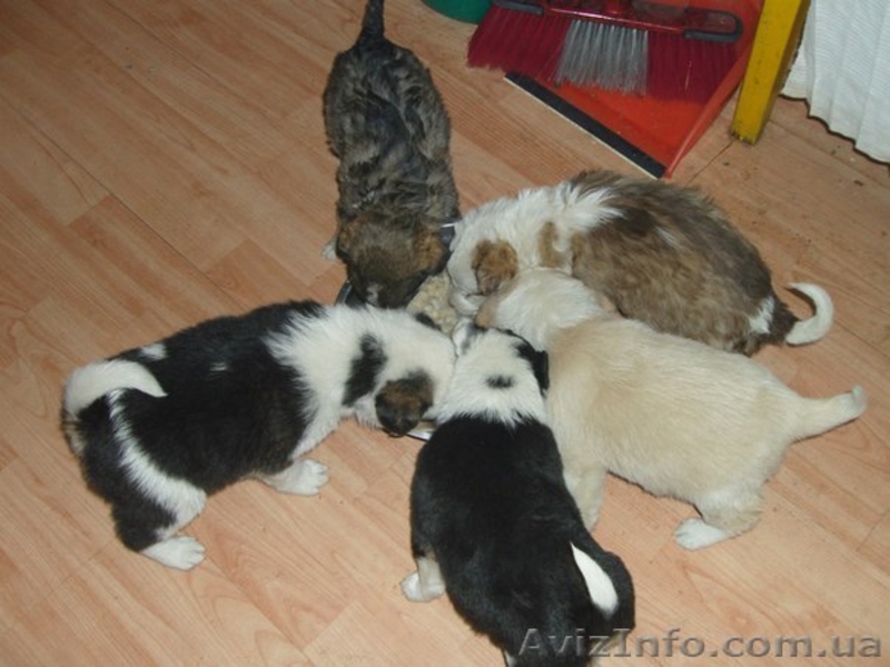 Дарю щенков хорошим людям! - <ro>Изображение</ro><ru>Изображение</ru> #3, <ru>Объявление</ru> #864567