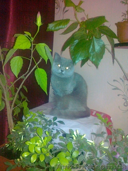 Шотландские  котята-мальчики  - <ro>Изображение</ro><ru>Изображение</ru> #4, <ru>Объявление</ru> #870468