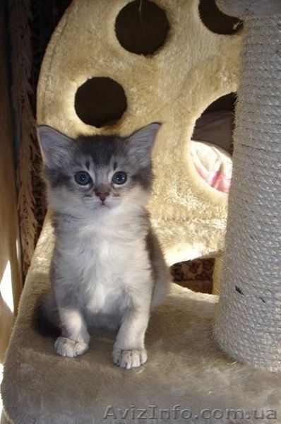 не дорого самолийскую породу на половину (под вид абиссинцев) - <ro>Изображение</ro><ru>Изображение</ru> #1, <ru>Объявление</ru> #876417