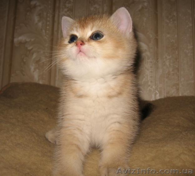 Шотладские тикированные котята - <ro>Изображение</ro><ru>Изображение</ru> #2, <ru>Объявление</ru> #876662