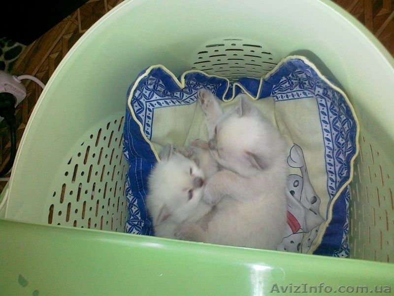 Шотландские  котята-мальчики  - <ro>Изображение</ro><ru>Изображение</ru> #3, <ru>Объявление</ru> #870468