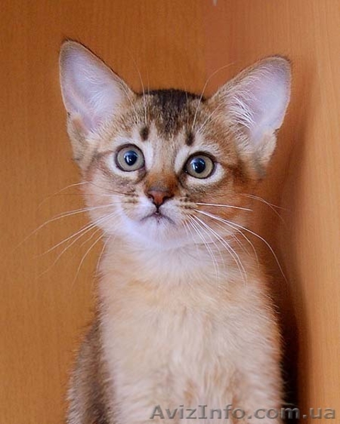 не дорого самолийскую породу на половину (под вид абиссинцев) - <ro>Изображение</ro><ru>Изображение</ru> #3, <ru>Объявление</ru> #876417