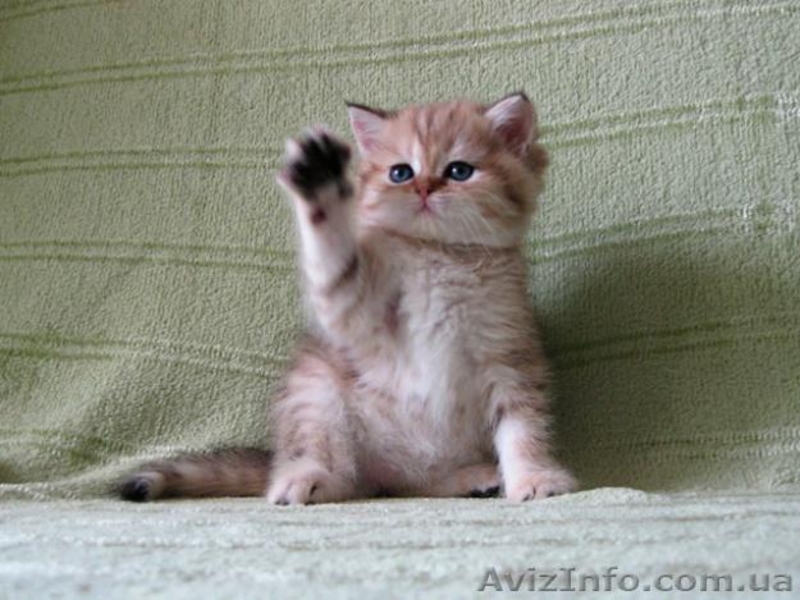 Шотладские тикированные котята - <ro>Изображение</ro><ru>Изображение</ru> #1, <ru>Объявление</ru> #876662