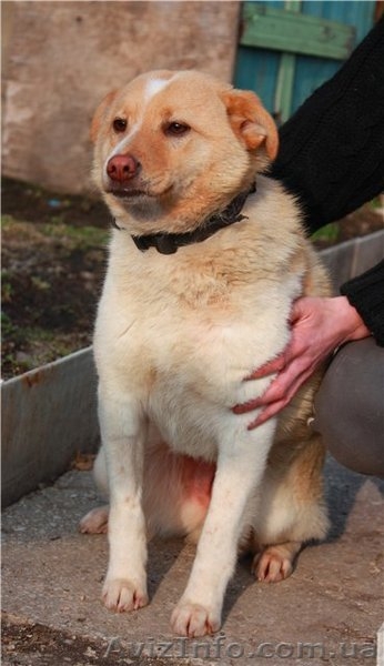 Милая и ласковая собачка в хорошую семью - <ro>Изображение</ro><ru>Изображение</ru> #2, <ru>Объявление</ru> #877907