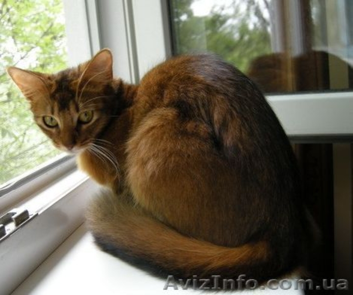 не дорого самолийскую породу на половину (под вид абиссинцев) - <ro>Изображение</ro><ru>Изображение</ru> #5, <ru>Объявление</ru> #876417