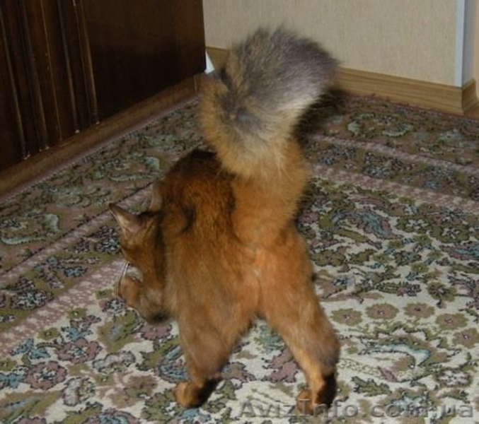 не дорого самолийскую породу на половину (под вид абиссинцев) - <ro>Изображение</ro><ru>Изображение</ru> #6, <ru>Объявление</ru> #876417