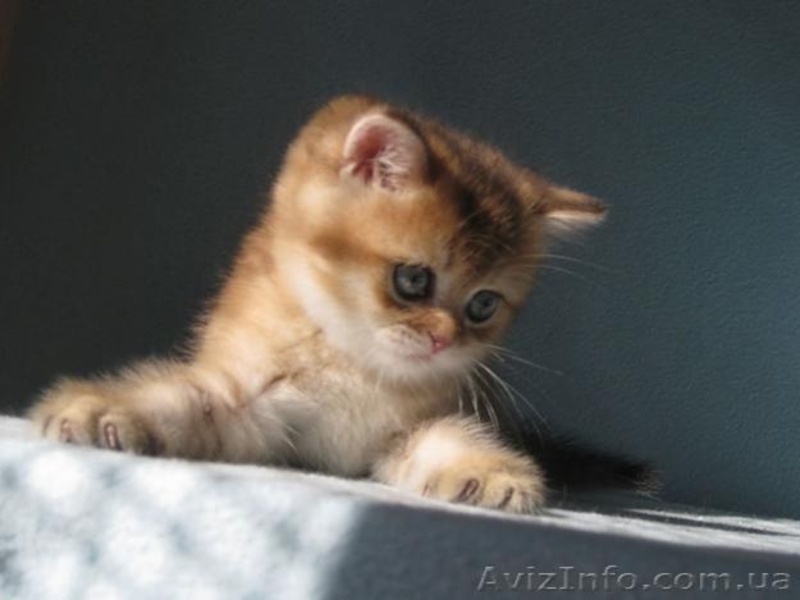 Шотладские тикированные котята - <ro>Изображение</ro><ru>Изображение</ru> #3, <ru>Объявление</ru> #876662