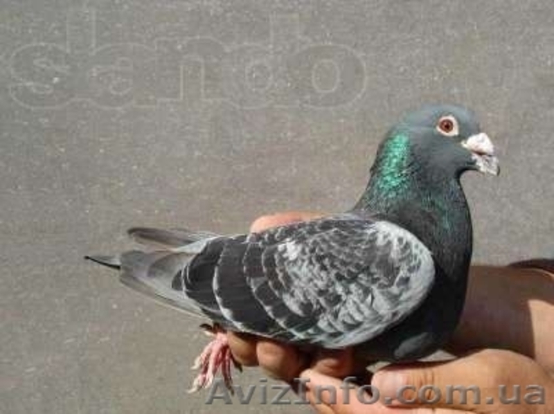 ГОЛУБИ в Харькове, выпуск голубей Харьков, выпускать голубей - <ro>Изображение</ro><ru>Изображение</ru> #3, <ru>Объявление</ru> #879590