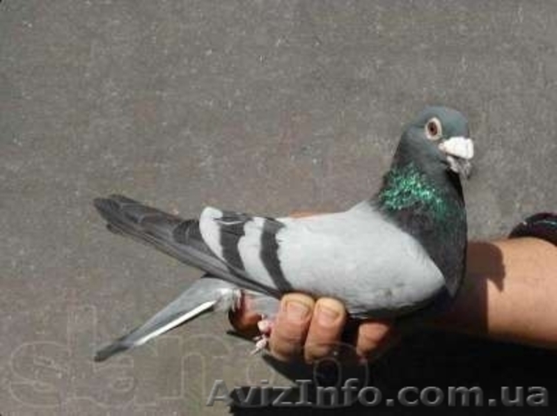 ГОЛУБИ в Харькове, выпуск голубей Харьков, выпускать голубей - <ro>Изображение</ro><ru>Изображение</ru> #4, <ru>Объявление</ru> #879590