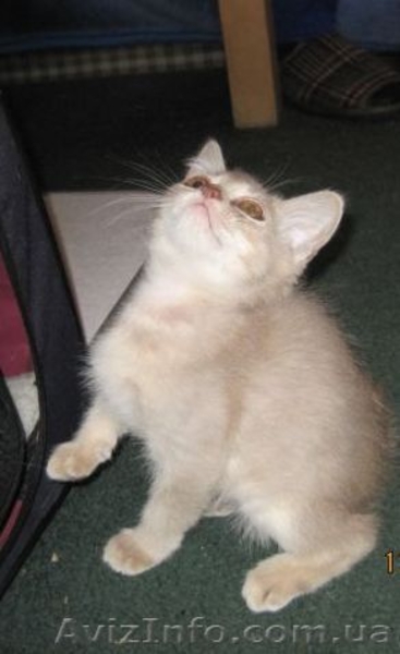 не дорого самолийскую породу на половину (под вид абиссинцев) - <ro>Изображение</ro><ru>Изображение</ru> #4, <ru>Объявление</ru> #876417