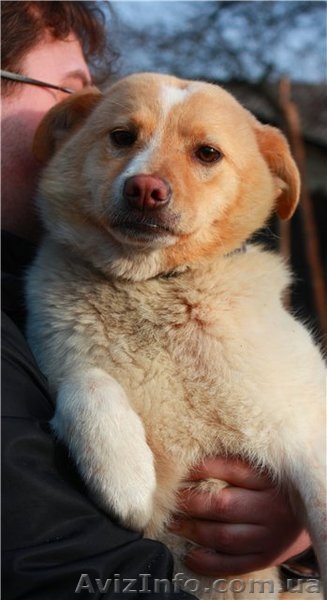 Милая и ласковая собачка в хорошую семью - <ro>Изображение</ro><ru>Изображение</ru> #3, <ru>Объявление</ru> #877907