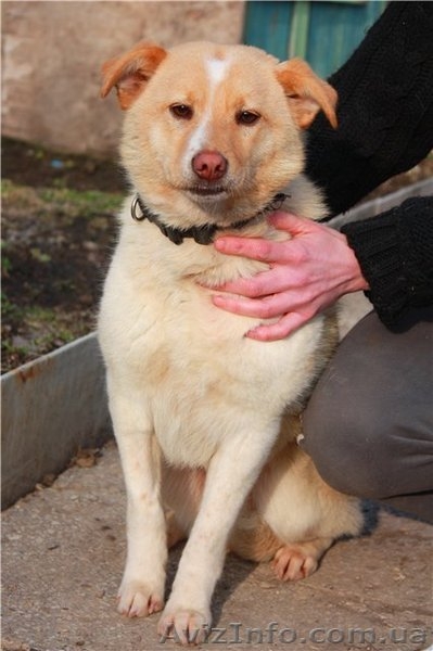 Милая и ласковая собачка в хорошую семью - <ro>Изображение</ro><ru>Изображение</ru> #1, <ru>Объявление</ru> #877907