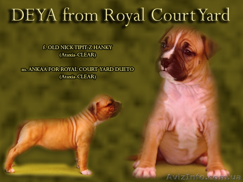 Правнуки чемпиона Мира щенки Амстафф Терьера - <ro>Изображение</ro><ru>Изображение</ru> #1, <ru>Объявление</ru> #697598