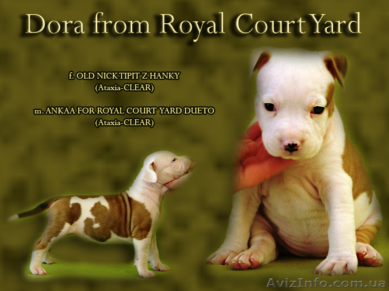 Правнуки чемпиона Мира щенки Амстафф Терьера - <ro>Изображение</ro><ru>Изображение</ru> #7, <ru>Объявление</ru> #697598