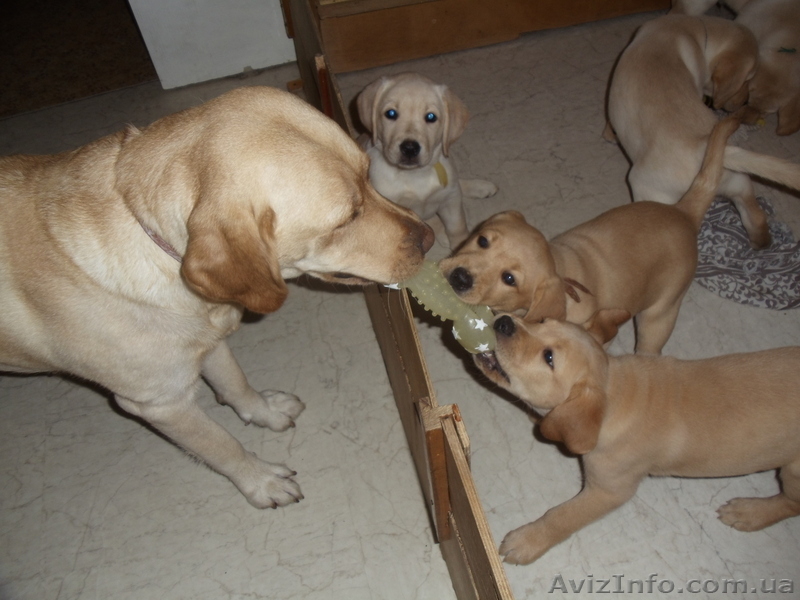 продаем щенков лабрадора - <ro>Изображение</ro><ru>Изображение</ru> #2, <ru>Объявление</ru> #879833