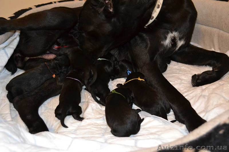 Щенки породы Кане корсо, элит класса с родословной. - <ro>Изображение</ro><ru>Изображение</ru> #1, <ru>Объявление</ru> #892801