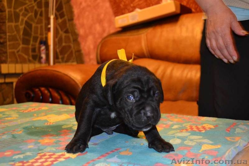 Щенки породы Кане корсо, элит класса с родословной. - <ro>Изображение</ro><ru>Изображение</ru> #3, <ru>Объявление</ru> #892801