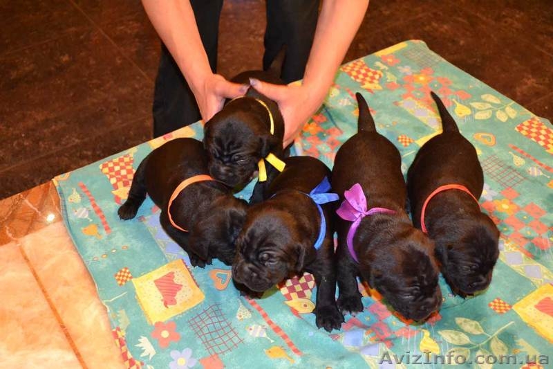 Щенки породы Кане корсо, элит класса с родословной. - <ro>Изображение</ro><ru>Изображение</ru> #5, <ru>Объявление</ru> #892801