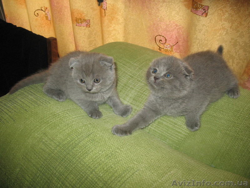 Щенки породы чихуа-хуа.  - <ro>Изображение</ro><ru>Изображение</ru> #3, <ru>Объявление</ru> #882621