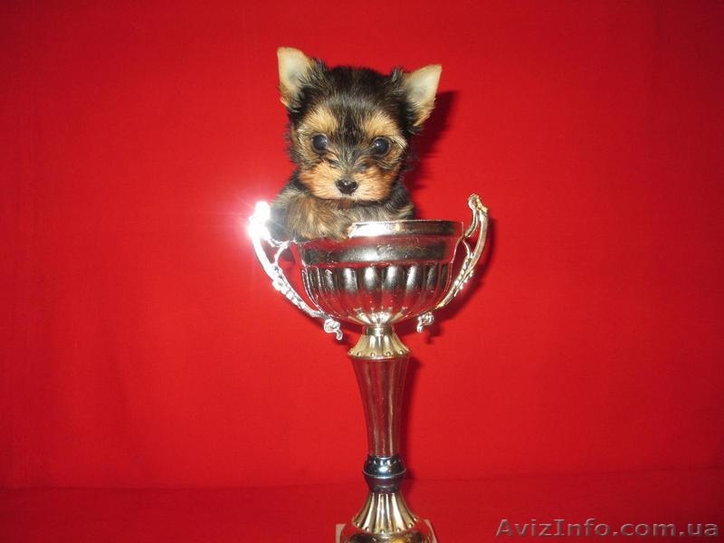 очаровательная девочка - <ro>Изображение</ro><ru>Изображение</ru> #5, <ru>Объявление</ru> #888221