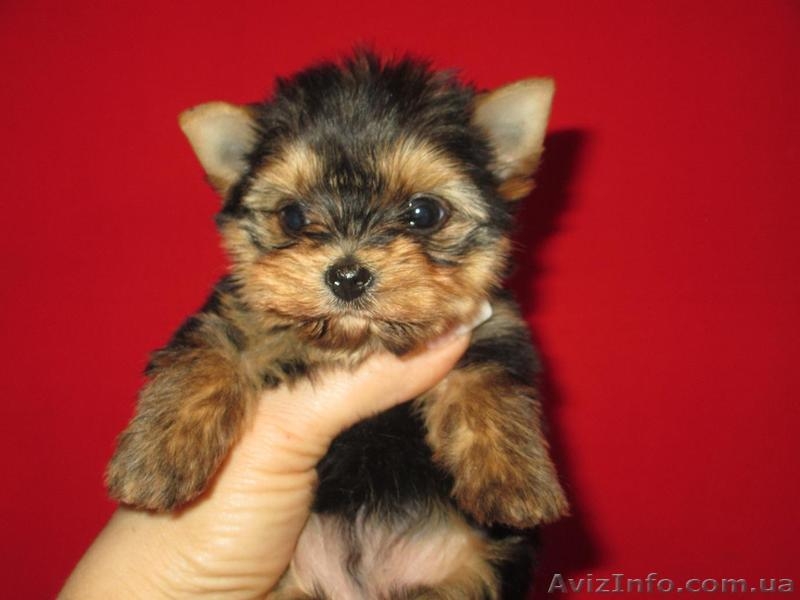 очаровательная девочка - <ro>Изображение</ro><ru>Изображение</ru> #2, <ru>Объявление</ru> #888221