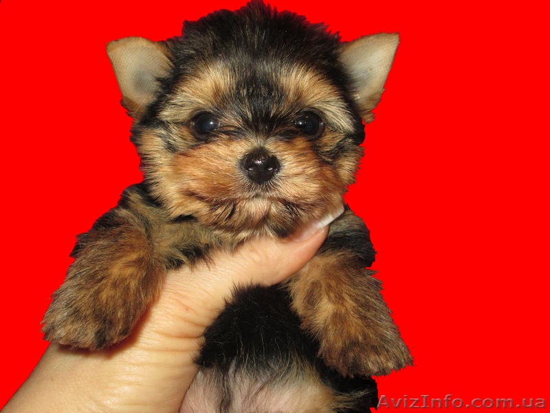 очаровательная девочка - <ro>Изображение</ro><ru>Изображение</ru> #1, <ru>Объявление</ru> #888221