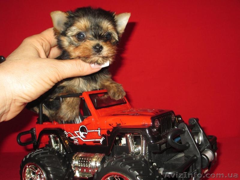 очаровательная девочка - <ro>Изображение</ro><ru>Изображение</ru> #3, <ru>Объявление</ru> #888221