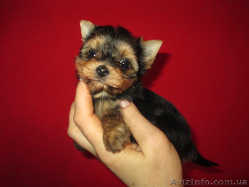 очаровательная девочка - <ro>Изображение</ro><ru>Изображение</ru> #4, <ru>Объявление</ru> #888221