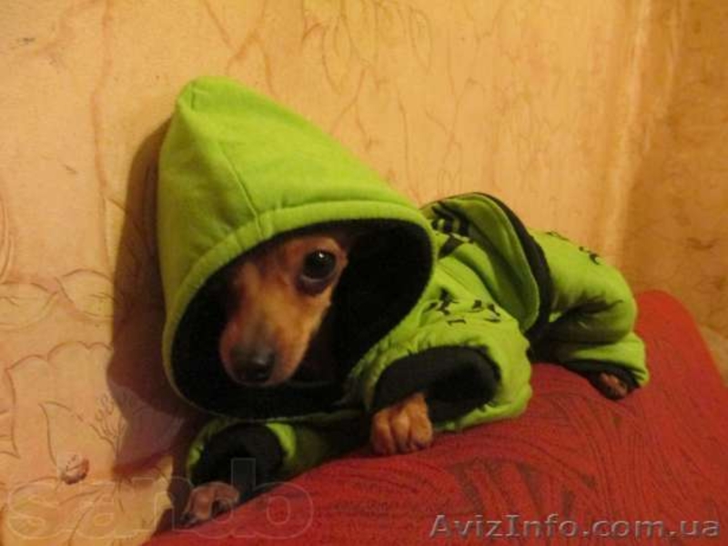 супер мини девочка - <ro>Изображение</ro><ru>Изображение</ru> #2, <ru>Объявление</ru> #888208