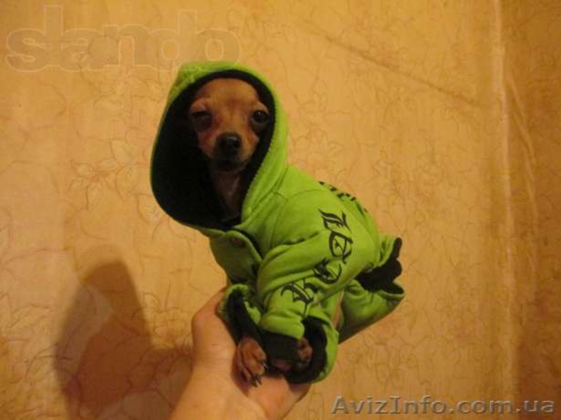 супер мини девочка - <ro>Изображение</ro><ru>Изображение</ru> #1, <ru>Объявление</ru> #888208