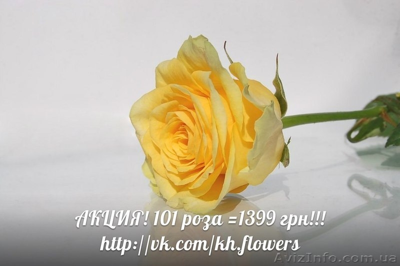 ШОК! Акция!!! Доставка цветов Букет из 101 розы всего 1399 грн - <ro>Изображение</ro><ru>Изображение</ru> #3, <ru>Объявление</ru> #880680
