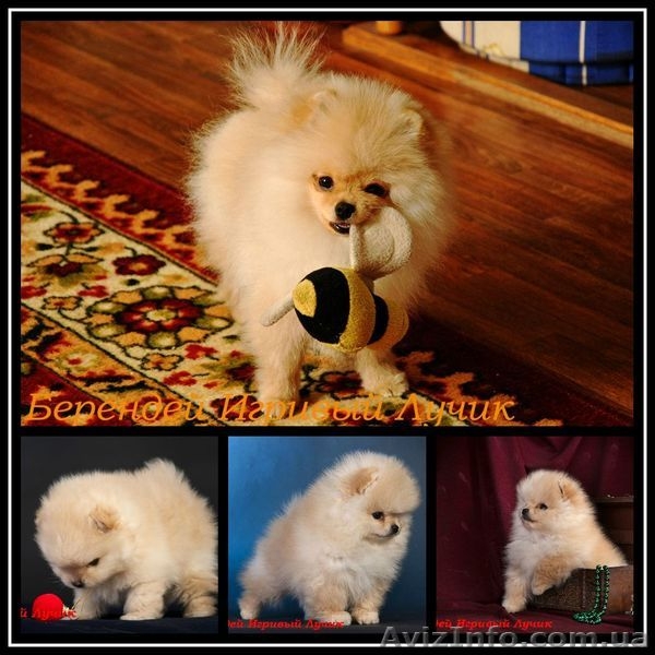 Померанское счастье! - <ro>Изображение</ro><ru>Изображение</ru> #2, <ru>Объявление</ru> #829113