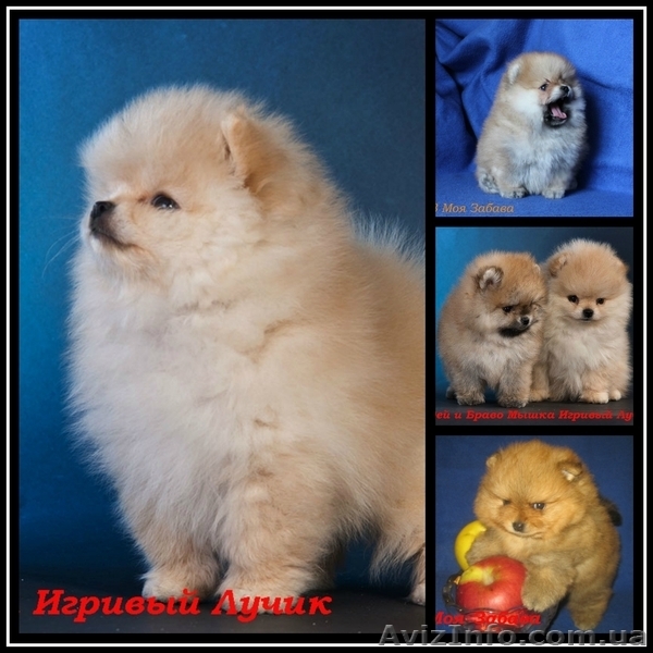 Померанское счастье! - <ro>Изображение</ro><ru>Изображение</ru> #4, <ru>Объявление</ru> #829113