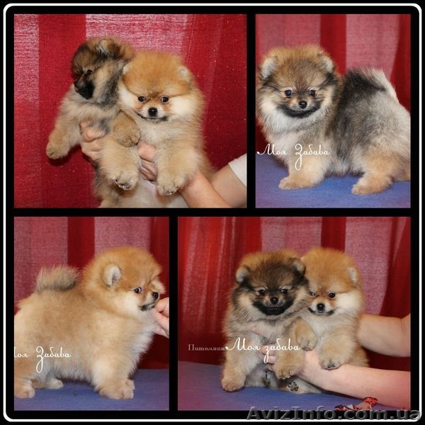 Померанское счастье! - <ro>Изображение</ro><ru>Изображение</ru> #5, <ru>Объявление</ru> #829113