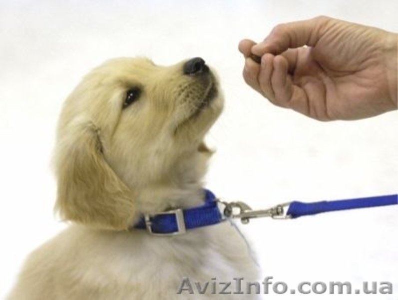 Услуги кинолога, дрессировка собак всех пород и возрастов - <ro>Изображение</ro><ru>Изображение</ru> #1, <ru>Объявление</ru> #896864